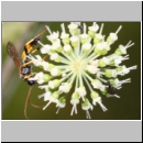 Cosmoconus nigriventris - Schlupfwespe m01a 10mm - OS-Hellern Wiese det06.jpg